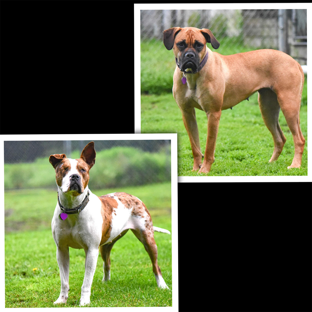 Greta, Brown Boxer and Sue, white and brown Mix available for adoption
